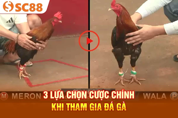 3 lựa chọn cược chính khi tham gia đá gà