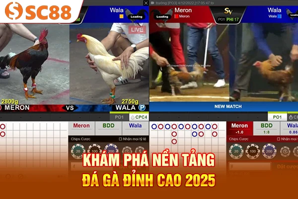 Khám phá nền tảng đá gà đỉnh cao 2025