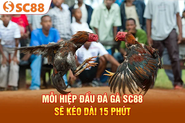 Mỗi hiệp đấu đá gà SC88 sẽ kéo dài 15 phút