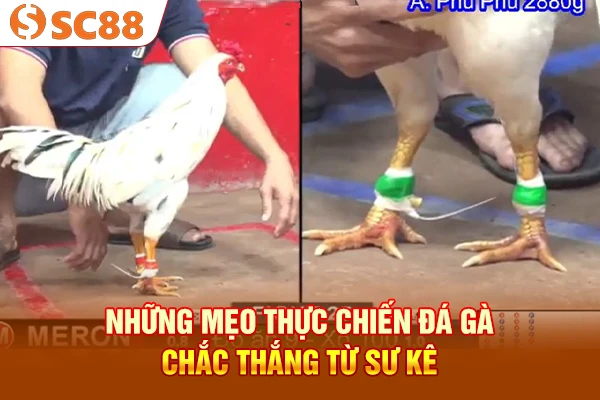 Những mẹo thực chiến đá gà chắc thắng từ sư kê